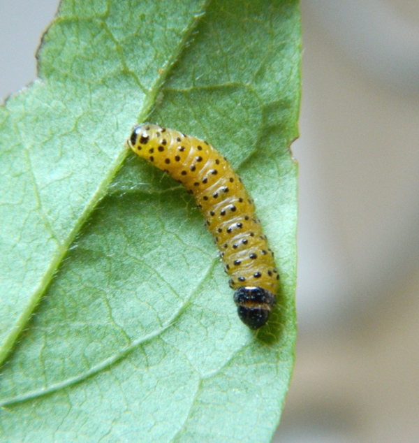 Bruco di Thyris fenestrella e domanda